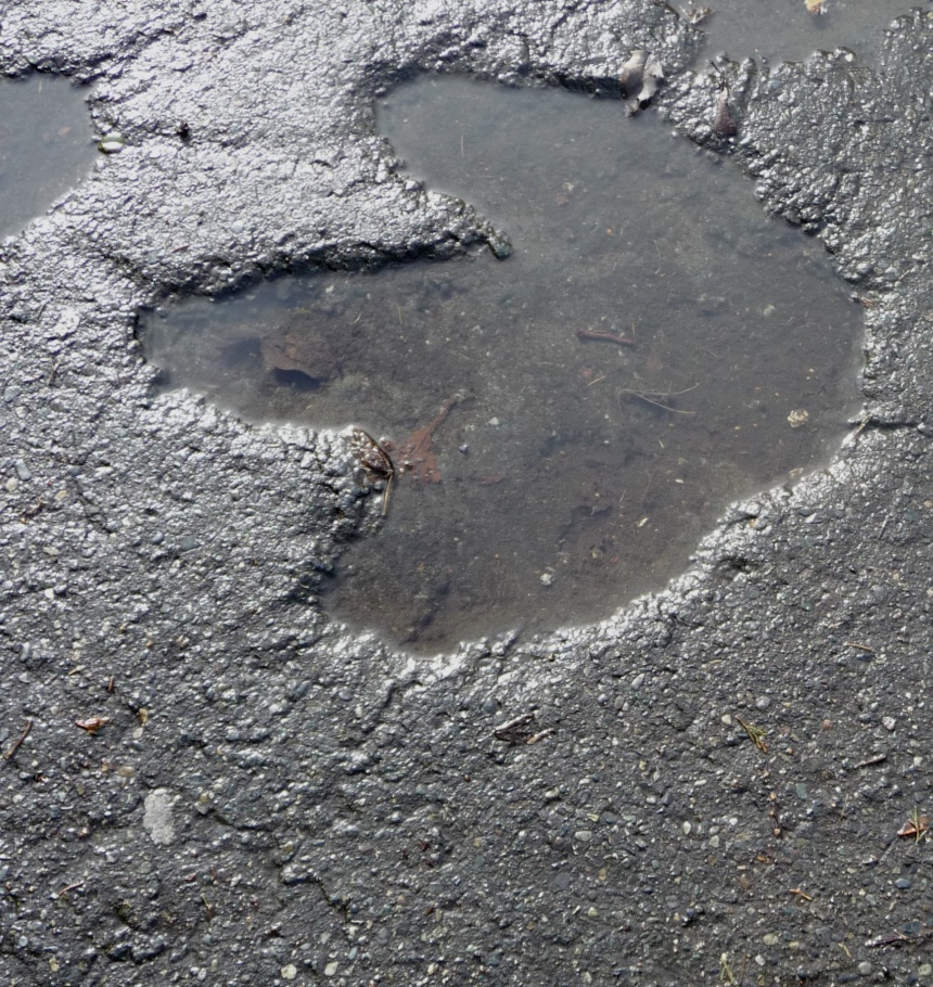 Dinosaurs’ Footprints