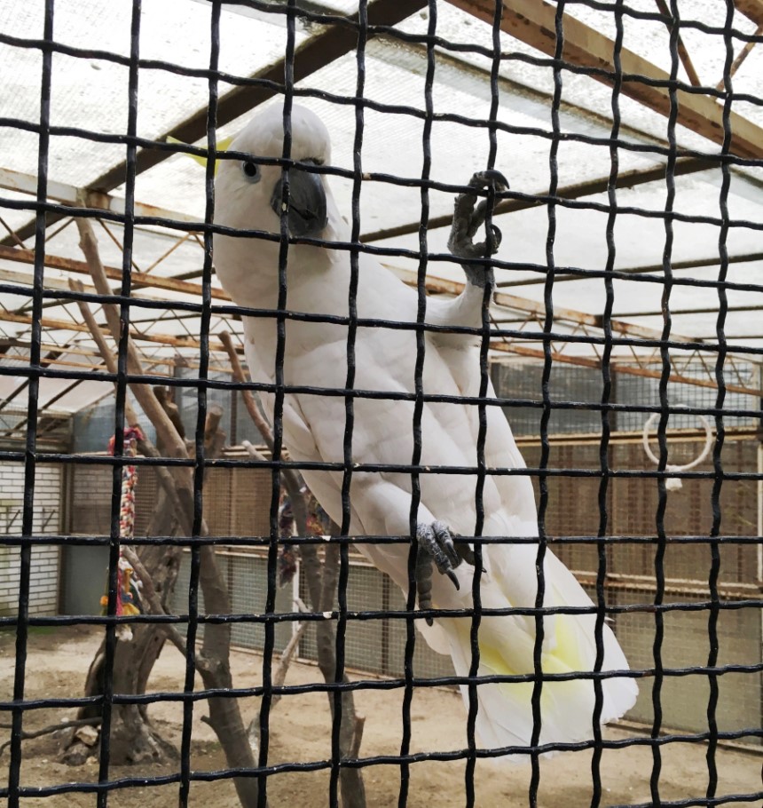 Koki the Parrot
